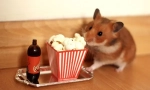 Ce delicatese pot fi date hamster